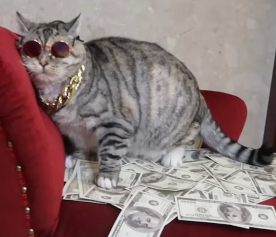 Grey cat in sunglasses and gold chain sitting on cash