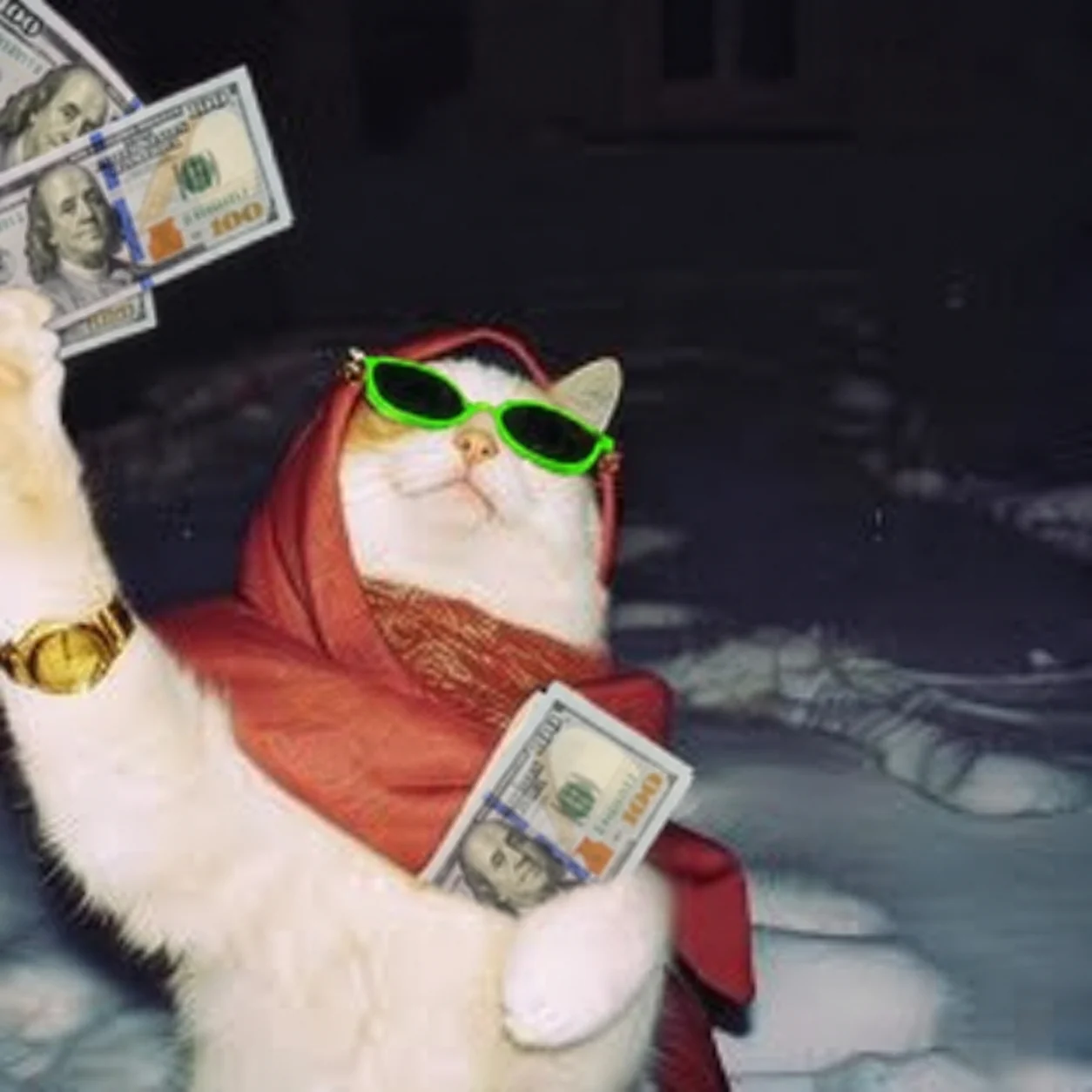 Cat in scarf holding cash