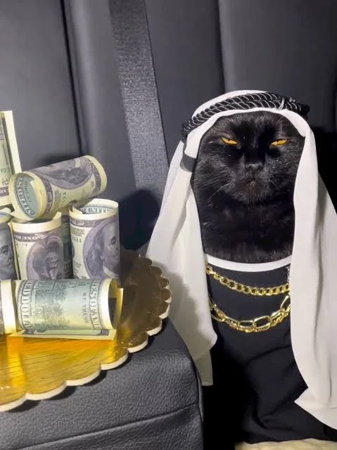 Black cat dressed in luxury clothing beside cash