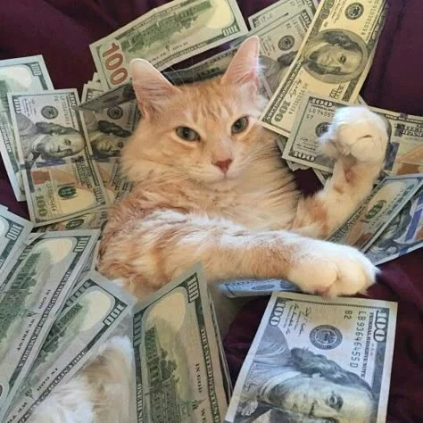 Orange cat surrounded by dollar bills